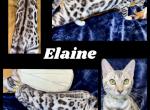 Elaine - Bengal Kitten For Sale - Florence&comma; SC&comma; US
