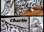 Charlie from Charlie's Angels - Bengal Kitten For Sale - Florence&comma; SC&comma; US