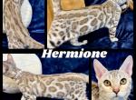 Hermione - Bengal Kitten For Sale - Florence&comma; SC&comma; US