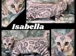 CLAIMED Isabella - Bengal Kitten For Sale - Florence&comma; SC&comma; US