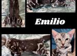 Emilio - Bengal Kitten For Sale - Florence&comma; SC&comma; US