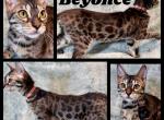 Beyonce - Bengal Kitten For Sale - Florence&comma; SC&comma; US