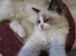 Lilly - Ragdoll Kitten For Sale - Santa Rosa&comma; CA&comma; US