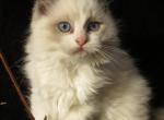 Chang - Ragdoll Kitten For Sale - Santa Rosa&comma; CA&comma; US