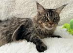 CINO BROWN MAINE COON FEMALE - Maine Coon Cat For Sale/Retired Breeding - 