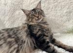 CINO BROWN MAINE COON FEMALE - Maine Coon Cat For Sale/Retired Breeding - Warren&comma; OH&comma; US