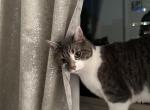 Jade - Domestic Cat For Adoption - Fairfax&comma; VA&comma; US
