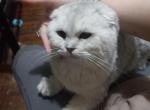 Romeo Half off now - Scottish Fold Cat For Sale - Elmhurst&comma; NY&comma; US
