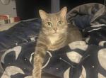 Sprinkles - Domestic Cat For Adoption - Buda&comma; TX&comma; US