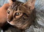 F 6 SAVANNAH Brazens Litter - Savannah Kitten For Sale - CA&comma; US