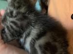 F 6 SAVANNAH Whizzles Litter - Savannah Kitten For Sale - Orange&comma; CA&comma; US