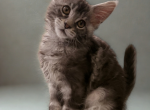 Bunty StarCoonsBoston l - Maine Coon Kitten For Sale - Malden&comma; MA&comma; US