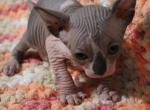SGG Sphynx Cattery Benny - Sphynx Kitten For Sale - WI&comma; US