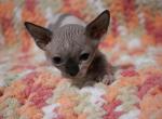 Sgg Sphynx Cattery Brooklyn - Sphynx Kitten For Sale - WI&comma; US