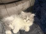 Female Persian - Persian Kitten For Sale - Dearborn&comma; MI&comma; US