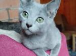 Blueberry - Russian Blue Kitten For Sale - Brooklyn&comma; NY&comma; US