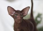 Choco - Oriental Kitten For Sale - Brooklyn&comma; NY&comma; US
