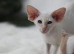 Lucy - Oriental Kitten For Sale - Brooklyn&comma; NY&comma; US