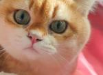 bear - British Shorthair Kitten For Sale - Irvine&comma; CA&comma; US