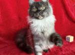 Black Smoke Girl - Maine Coon Kitten For Sale - Jacksonville&comma; FL&comma; US