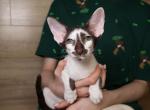 Nose - Oriental Kitten For Sale - Brooklyn&comma; NY&comma; US