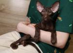 Coco - Oriental Kitten For Sale - Brooklyn&comma; NY&comma; US