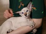 Sky - Oriental Kitten For Sale - Brooklyn&comma; NY&comma; US
