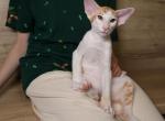 Kenzo - Oriental Kitten For Sale - Brooklyn&comma; NY&comma; US