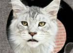 Polydactyl Silver Ticket Sire services - Maine Coon Kitten For Sale - Jacksonville&comma; FL&comma; US