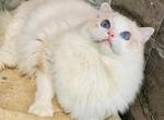 Furry cutie pie - Ragdoll Kitten For Sale - Los Angeles&comma; CA&comma; US