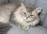 Daisy - Scottish Straight Kitten For Sale - Ferndale&comma; WA&comma; US