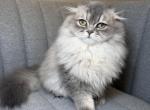 Milo - Scottish Fold Kitten For Sale - Ferndale&comma; WA&comma; US