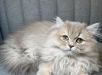 Leo - Scottish Straight Kitten For Sale - Ferndale&comma; WA&comma; US