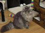 Monik - Scottish Straight Kitten For Sale - Rio Linda&comma; CA&comma; US