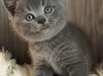 Oliver - British Shorthair Kitten For Sale - Brooklyn&comma; NY&comma; US