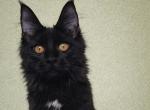 Pixie - Maine Coon Kitten For Sale - Charlotte&comma; NC&comma; US