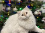 Camila - Scottish Straight Kitten For Sale - Wasilla&comma; AK&comma; US