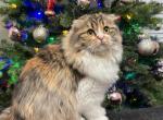 Coco - Scottish Fold Kitten For Sale - Wasilla&comma; AK&comma; US