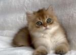 Mark - British Shorthair Kitten For Sale - Aliso Viejo&comma; CA&comma; US