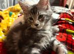 Felix Mackeral Tabby - Maine Coon Kitten For Sale - Roseboro&comma; NC&comma; US
