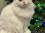 Coconut - Scottish Straight Kitten For Sale - Wasilla&comma; AK&comma; US