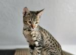 F6 Mr Azure Blue - Savannah Kitten For Sale - Lakeland&comma; FL&comma; US
