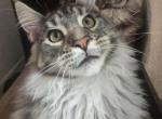 Maverick - Maine Coon Kitten For Sale - 