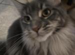 Nova - Maine Coon Kitten For Sale - 