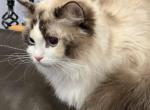 Luna - Ragdoll Kitten For Sale/Service - Amelia&comma; VA&comma; US