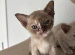 Rosie - Burmese Kitten For Sale - Auburn&comma; WA&comma; US