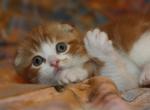 Fire Fox Scottish - Scottish Fold Kitten For Sale - Brooklyn&comma; NY&comma; US