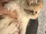 Exotic kitten shorthair - Exotic Kitten For Sale - Palm Coast&comma; FL&comma; US