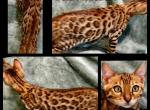 Rihanna - Bengal Kitten For Sale - Florence&comma; SC&comma; US