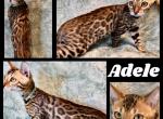 Adele - Bengal Kitten For Sale